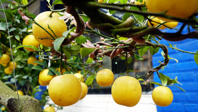 Chanh vàng bonsai phú quý độc lạ thế nào mà gây sốt ở Thủ đô?